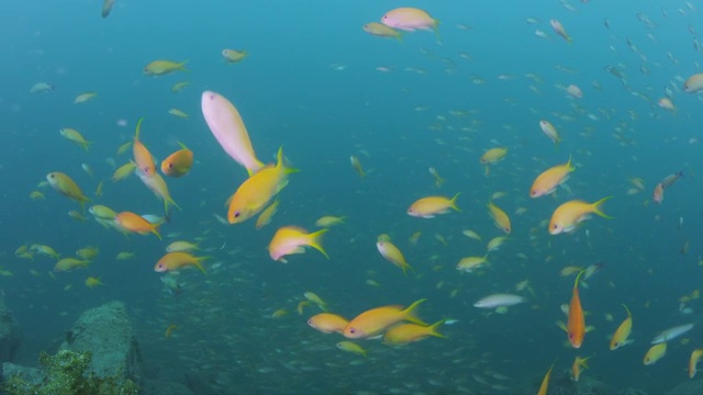 日本静冈县濑崎市的Lyretail anthiasl鱼类学校视频素材