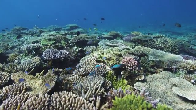 日本鹿儿岛县Kakeroma岛的珊瑚礁视频素材