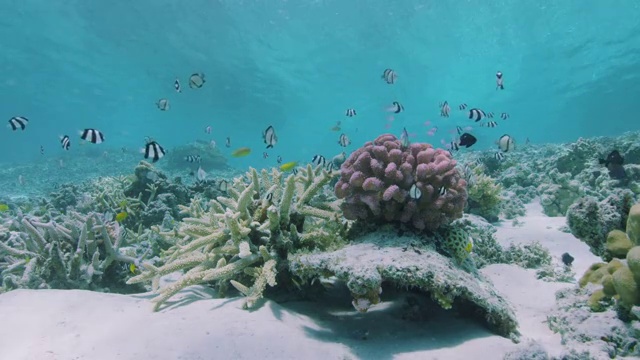 日本冲绳县扎美岛的珊瑚礁和热带鱼视频素材