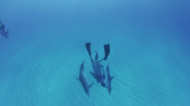 Atlantic spotted dolphins swimming in the Bahamas视频素材
