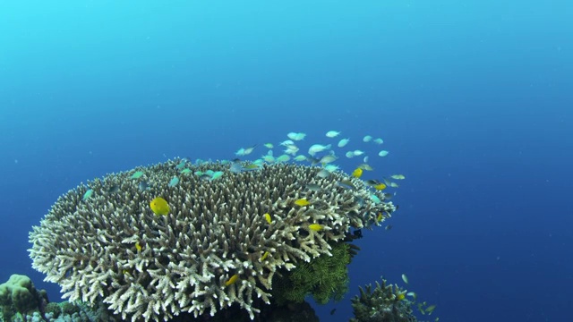 在菲律宾Balicasag岛游泳的热带鱼视频下载