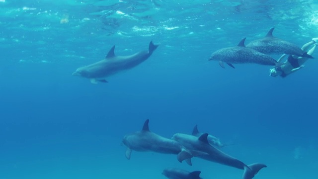 大西洋斑点海豚在巴哈马群岛游泳视频下载