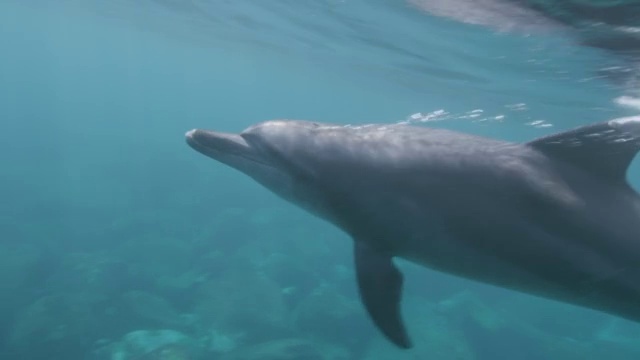印度洋宽吻海豚在水下游泳视频素材