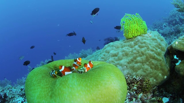 小丑海葵鱼在菲律宾Balicasag岛游泳视频素材