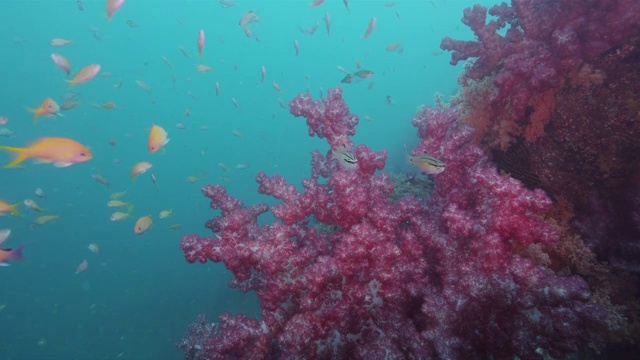 在日本静冈县的濑崎市，花莲和软珊瑚视频下载