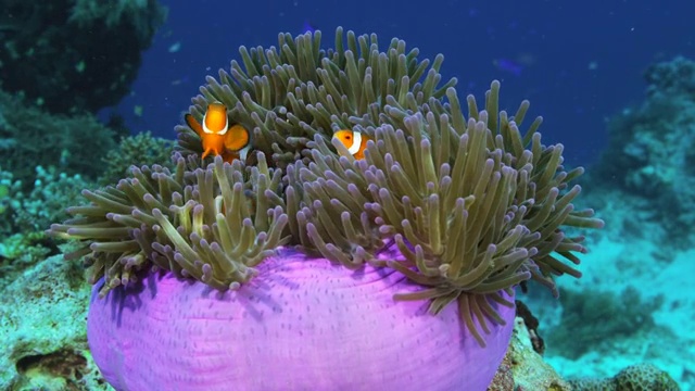 小丑海葵鱼在菲律宾苏米伦岛游泳视频素材