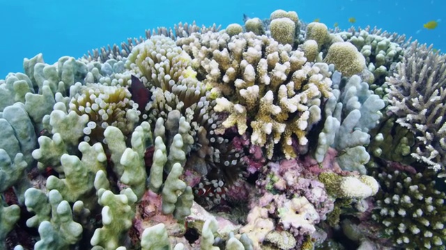 在菲律宾苏米伦岛游泳的棘吻海葵鱼视频素材