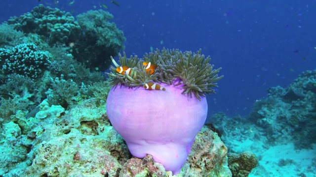 小丑海葵鱼在菲律宾苏米伦岛游泳视频素材