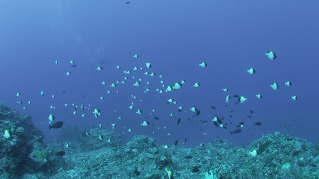 日本冲绳县久米岛汤巴拉的金字塔蝴蝶鱼群视频下载