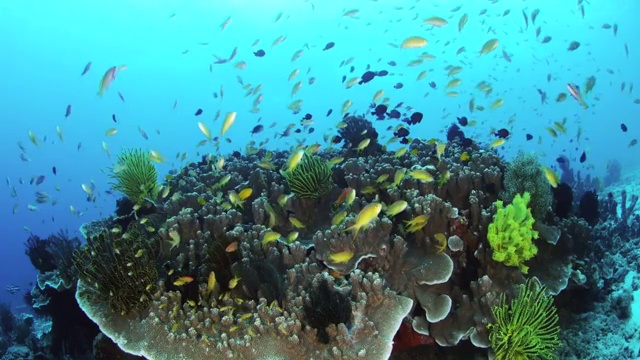 在菲律宾Balicasag岛游泳的热带鱼视频下载