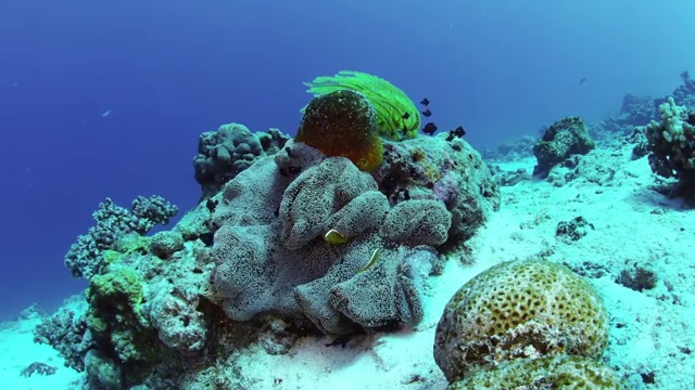 在菲律宾苏米伦岛游泳的海葵鱼视频素材