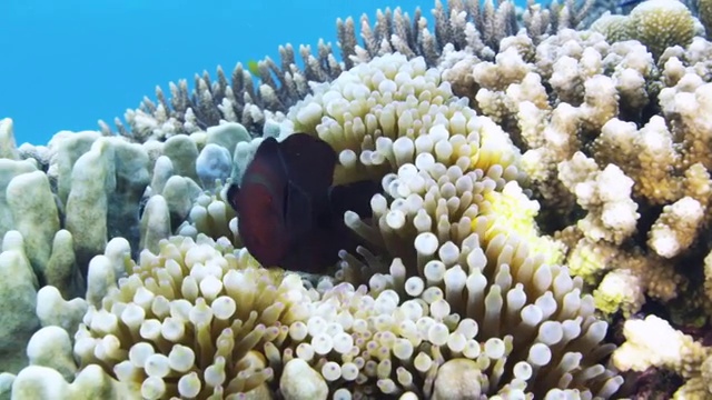 在菲律宾苏米伦岛游泳的棘吻海葵鱼视频素材