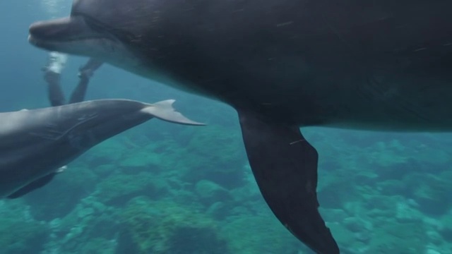 Indian Ocean Bottlenose Dolphins swimming underwater视频素材