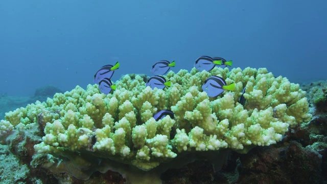 隐藏在珊瑚中的盘形盘尾鱼视频素材