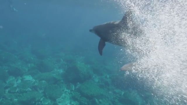 印度洋宽吻海豚在水下游泳视频素材
