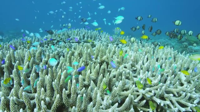 日本鹿儿岛县奄美大岛的热带鱼和珊瑚礁视频素材