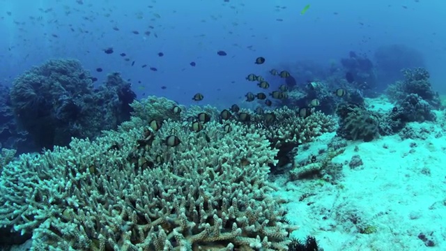 在菲律宾Balicasag岛游泳的热带鱼视频素材