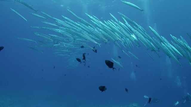 日本冲绳县久米岛今津岛的梭鱼学校视频素材