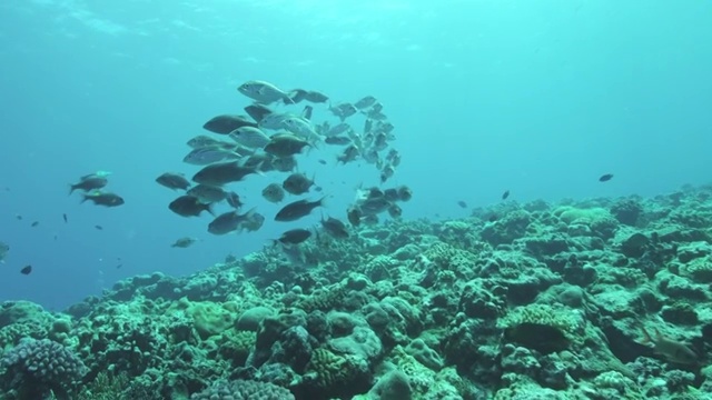 日本冲绳县久米岛的一群金纹海鲷视频下载