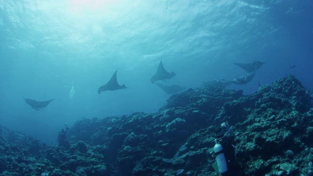 日本冲绳县石垣岛，蝠鲼和潜水员在一起视频下载