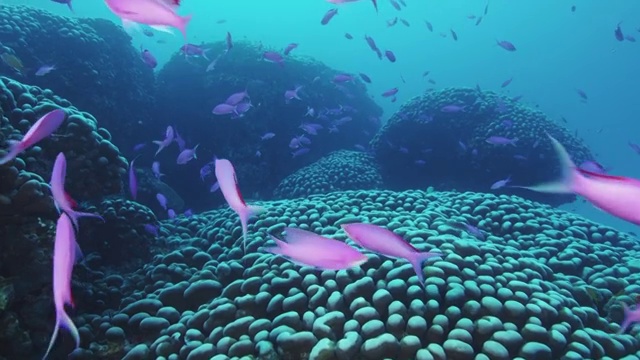 日本鹿儿岛县奄美大岛的紫水晶anthia和大佛珊瑚视频素材