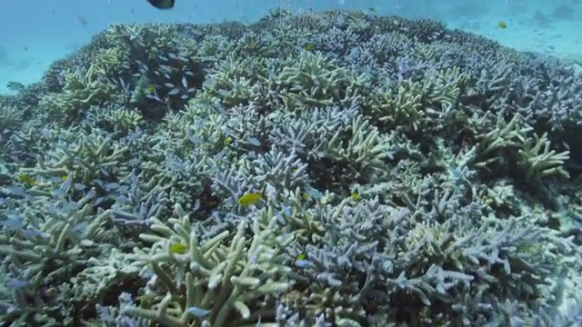 在日本冲绳县阿卡岛的珊瑚中聚集的蓝绿色豆娘视频下载
