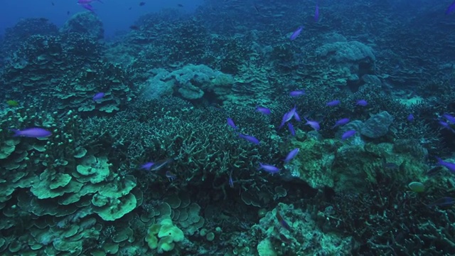 日本鹿儿岛县奄美大岛的热带鱼和珊瑚礁视频素材