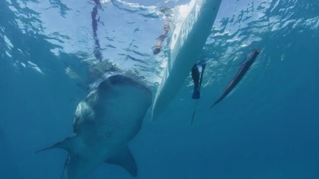 Whale shark in Oslob, Cebu, Philippines视频素材