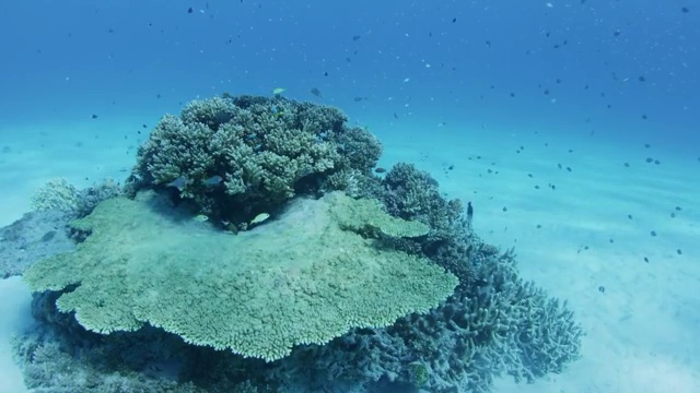日本冲绳县阿卡岛的珊瑚礁和热带鱼视频素材