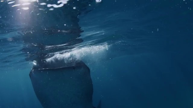 菲律宾宿务市奥斯罗布的鲸鲨视频素材