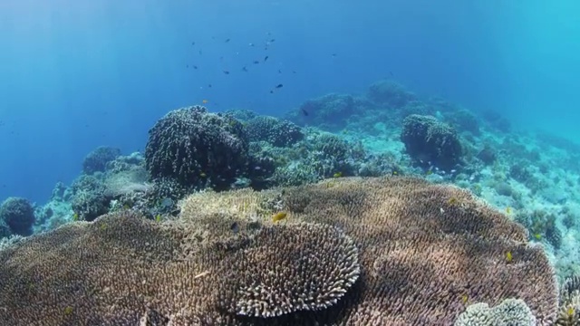 菲律宾苏米伦岛的热带鱼和珊瑚礁视频下载