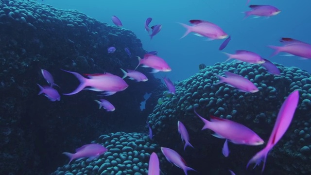 日本鹿儿岛县奄美大岛的紫水晶anthia和大佛珊瑚视频下载