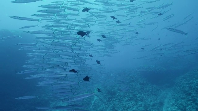 日本冲绳县久米岛今津岛的梭鱼学校视频下载