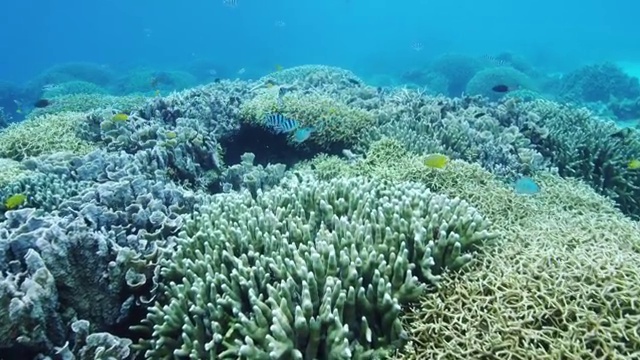 菲律宾苏米伦岛的热带鱼和珊瑚礁视频素材