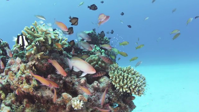 日本冲绳县安室岛的热带鱼视频下载