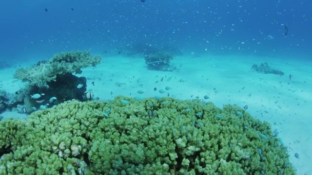 日本冲绳县阿卡岛的珊瑚礁和热带鱼视频素材