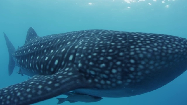 菲律宾宿务市奥斯罗布的鲸鲨视频素材