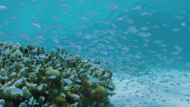 日本冲绳县扎美岛的珊瑚礁和热带鱼视频素材
