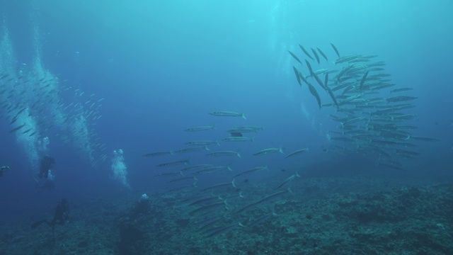 日本冲绳县久米岛的梭鱼学校视频下载