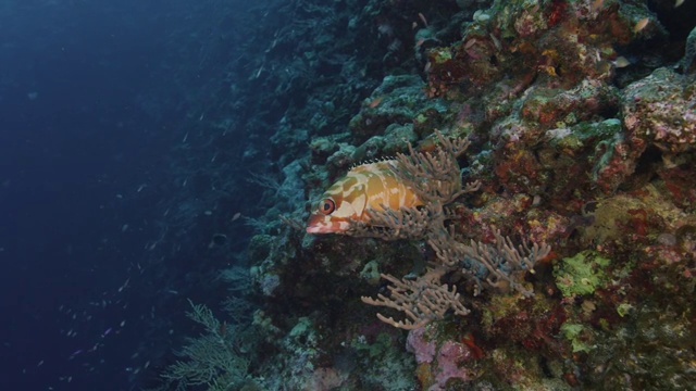 在日本冲绳县久美岛的带状礁石斑鱼视频下载