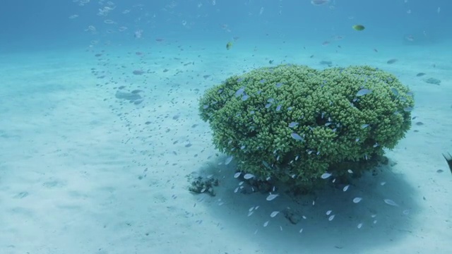 在日本冲绳县阿卡岛的珊瑚中聚集的蓝绿色豆娘视频下载