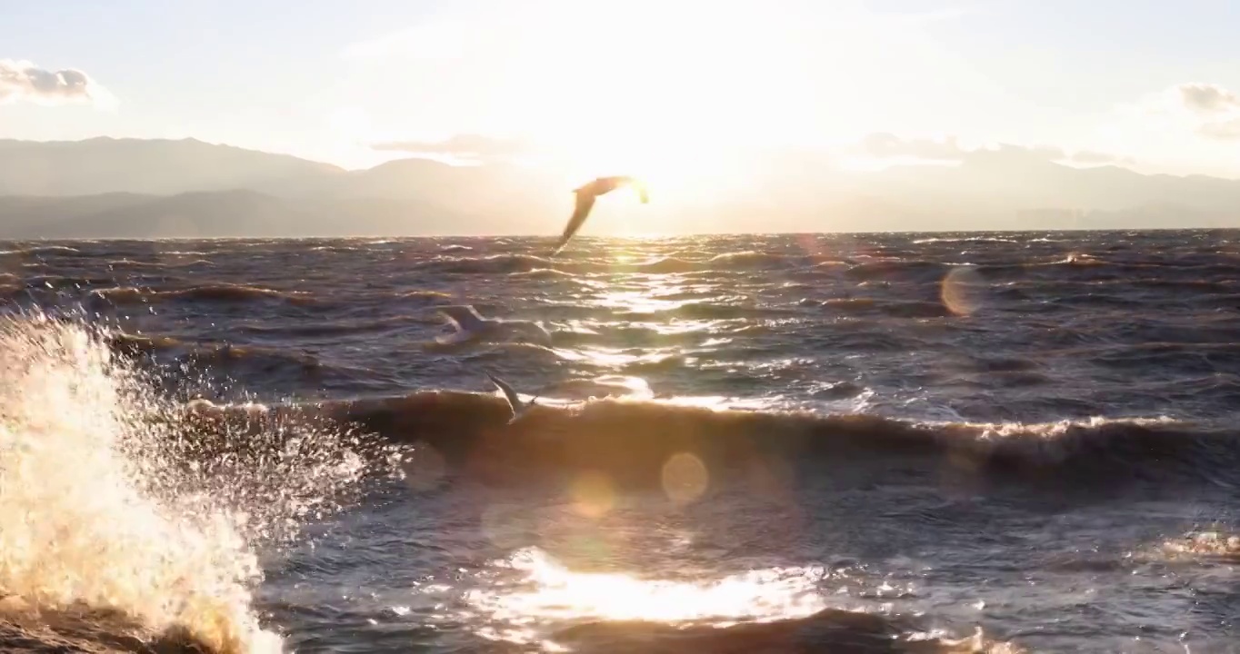 云南大理洱海海鸥湖边日出唯美空镜慢镜视频下载