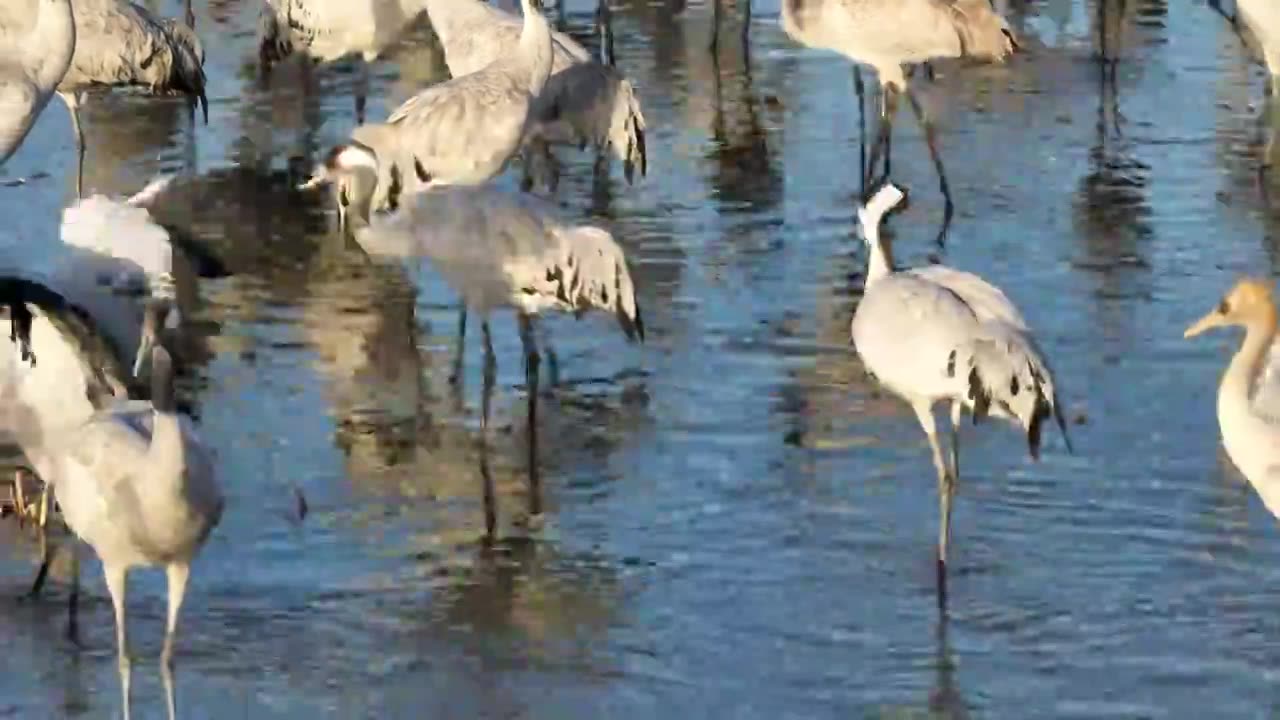 河北怀来官厅水库国家湿地公园灰鹤迁徙视频素材