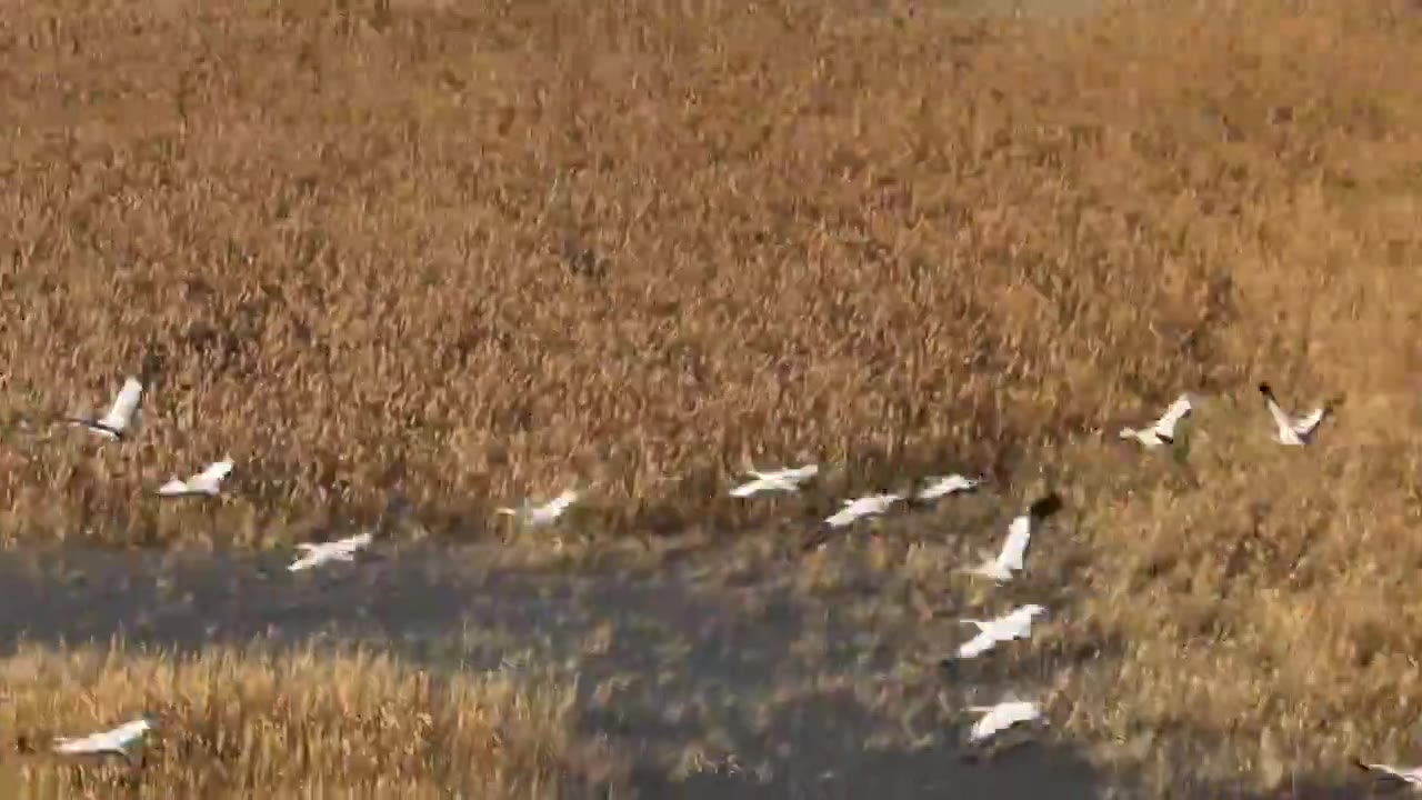 河北怀来官厅水库国家湿地公园灰鹤飞翔视频素材