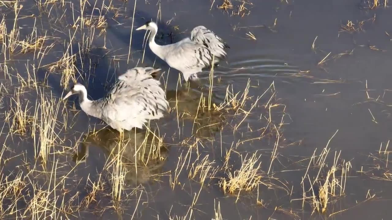河北怀来官厅水库国家湿地公园灰鹤迁徙视频素材