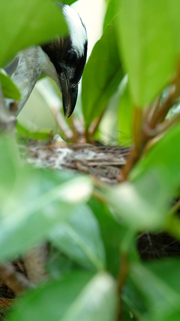 白头鹎亲鸟给约三天大的幼雏喂食广斧螳视频下载
