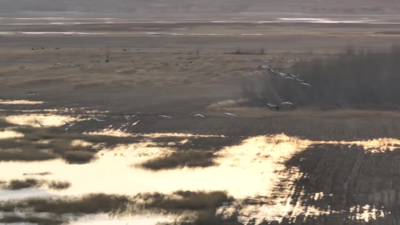 河北怀来官厅水库国家湿地公园灰鹤飞翔视频素材