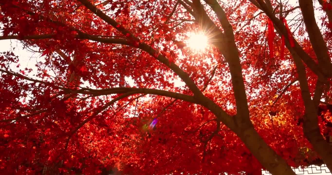【原创8镜头】苏州秋天枫树林红色枫叶视频下载