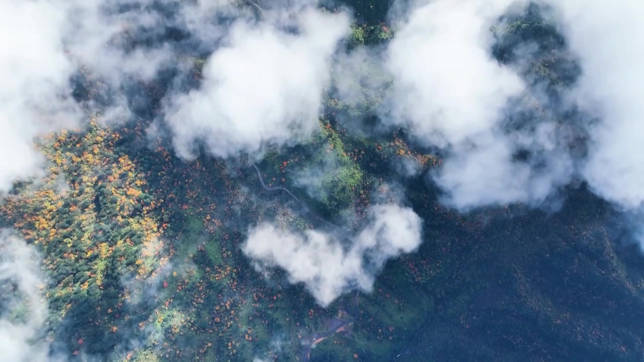 白云下原始森林秋色航拍俯瞰大地秋景视频下载