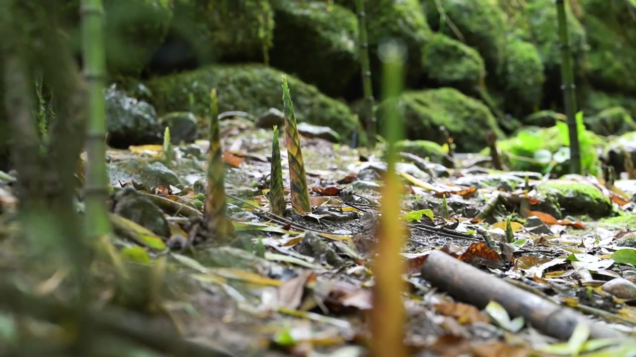 天然野生竹笋生长破土而出原生态笋子（选编）视频下载